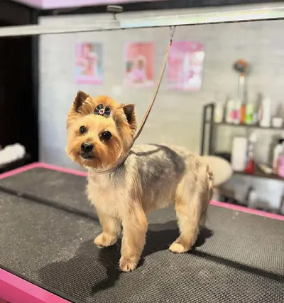 Salon groomerski Hau House